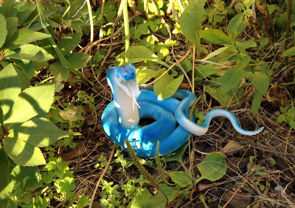 Serpent bleu